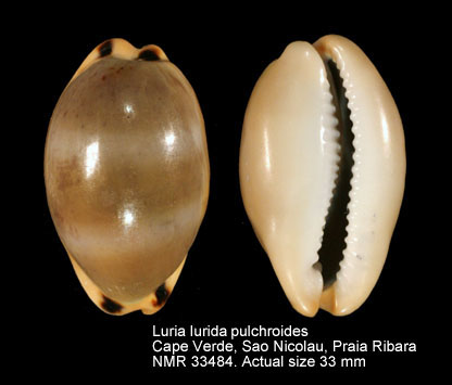 Luria lurida pulchroides (16).jpg - Luria lurida pulchroidesAlvarado & Alvarez,1964